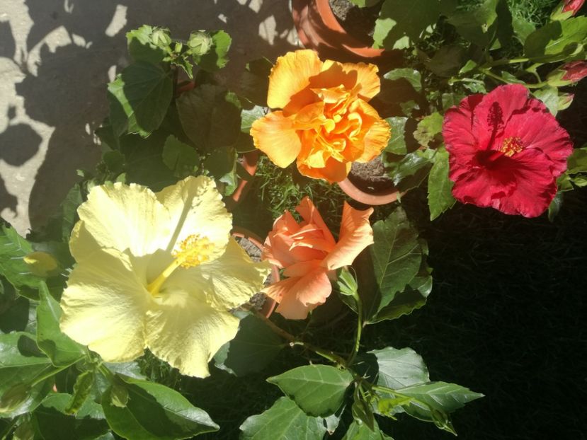  - Hibiscus