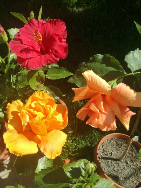  - Hibiscus