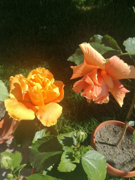  - Hibiscus