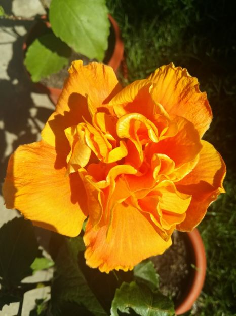  - Hibiscus