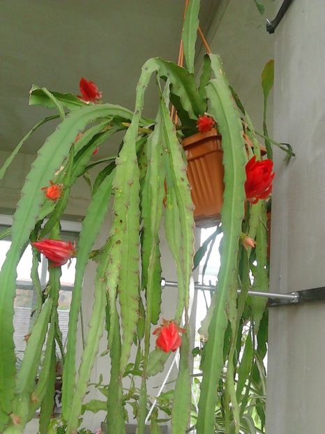  - ORCHID CACTUS