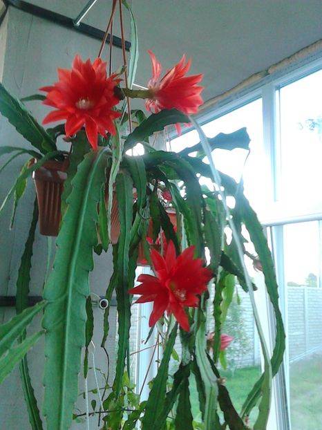  - ORCHID CACTUS