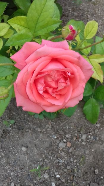 (25) necunoscut - 00Trandafiri 2018