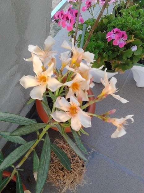  - LEANDRU  ISLA DI CAPRI