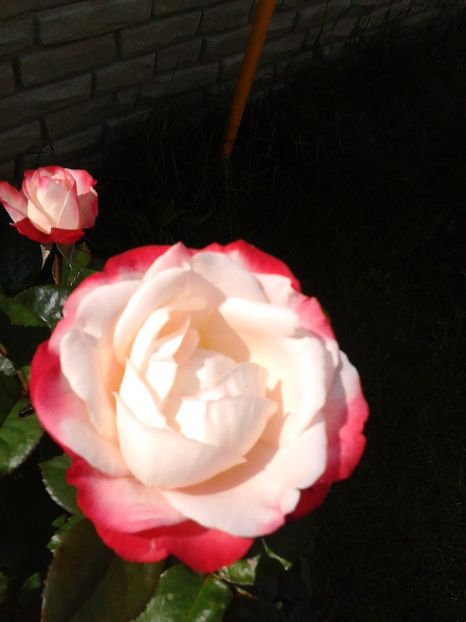  - TRANDAFIR DOUBLE DELIGHT