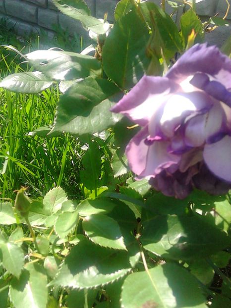  - TRANDAFIR BLUE FOR YOU