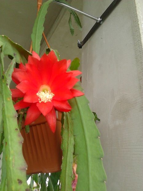  - ORCHID CACTUS