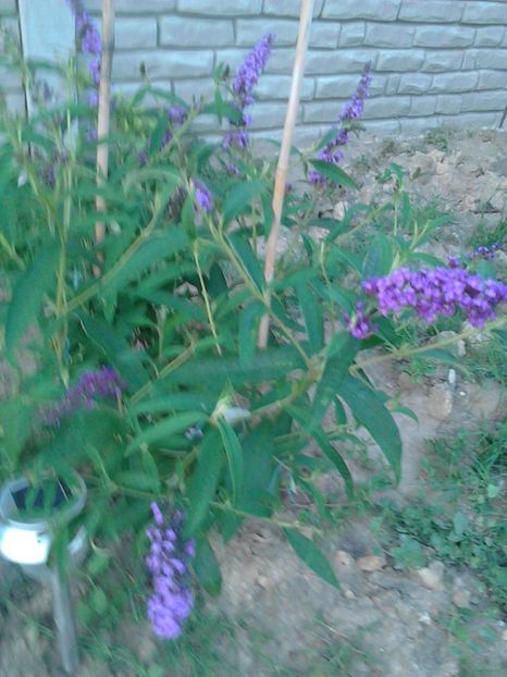  - FLORILE MELE