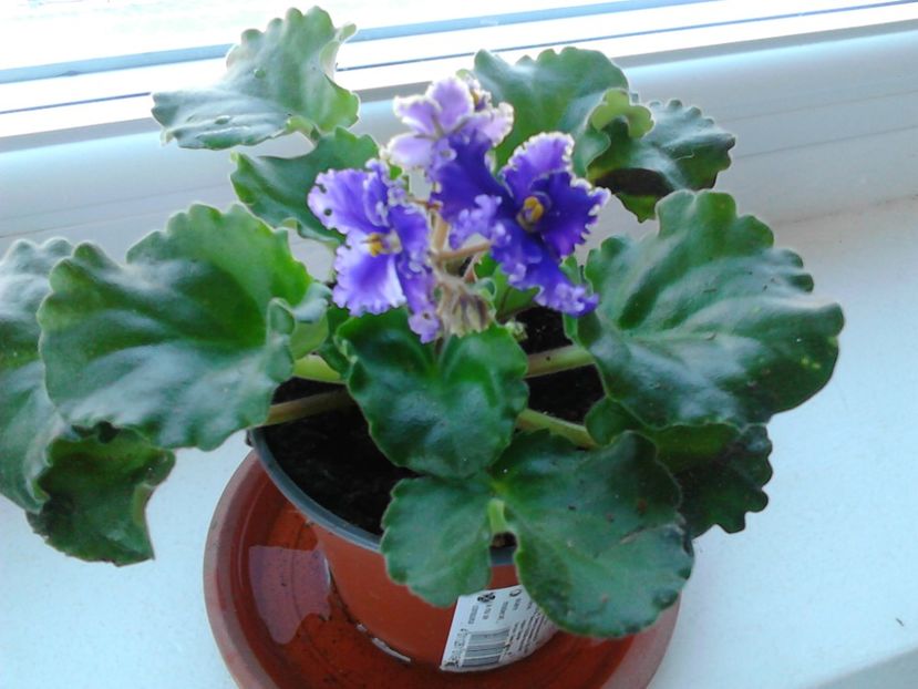  - FLORILE MELE