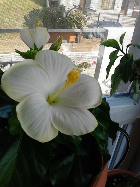 Hibiscus "SAN REMO" - FLORILE MELE