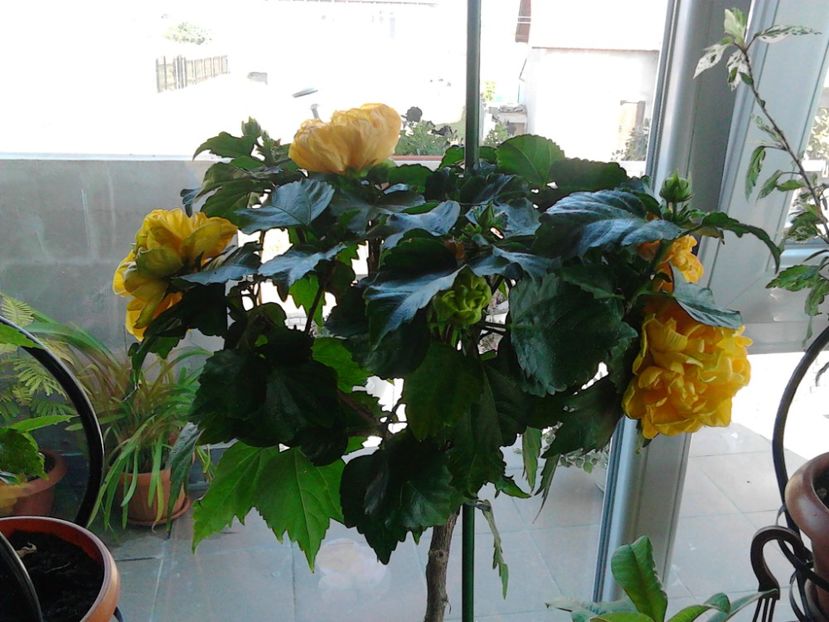  - FLORILE MELE
