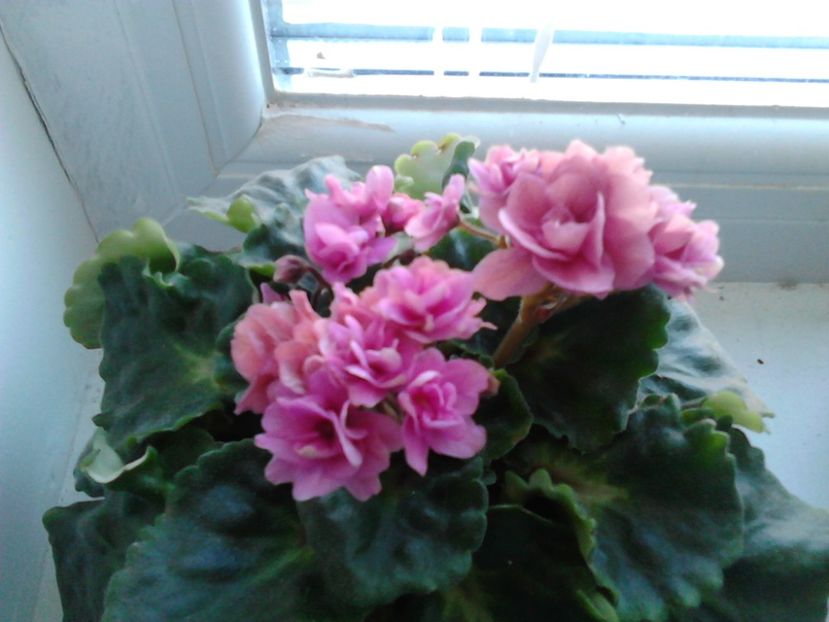  - FLORILE MELE