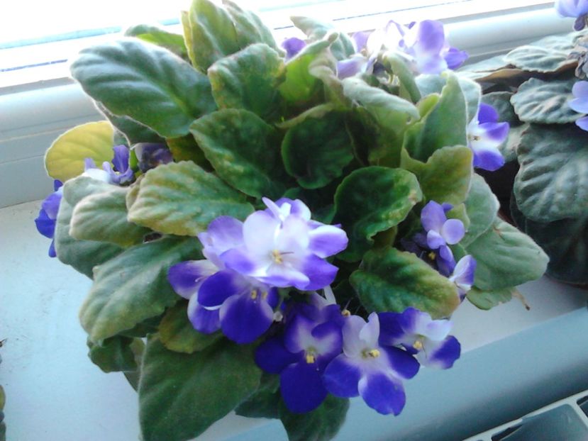 - FLORILE MELE