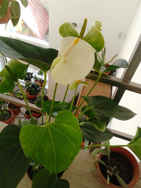  - FLORILE MELE
