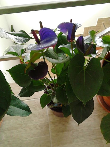  - FLORILE MELE