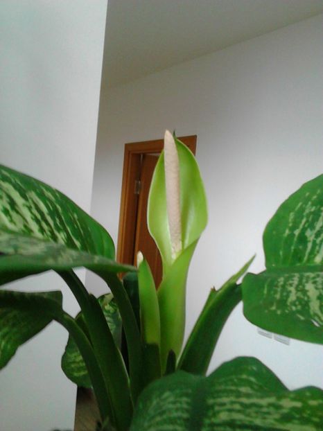  - FLORILE MELE