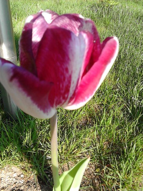  - FLORILE MELE