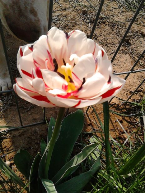  - FLORILE MELE