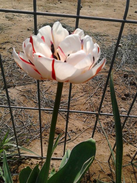  - FLORILE MELE