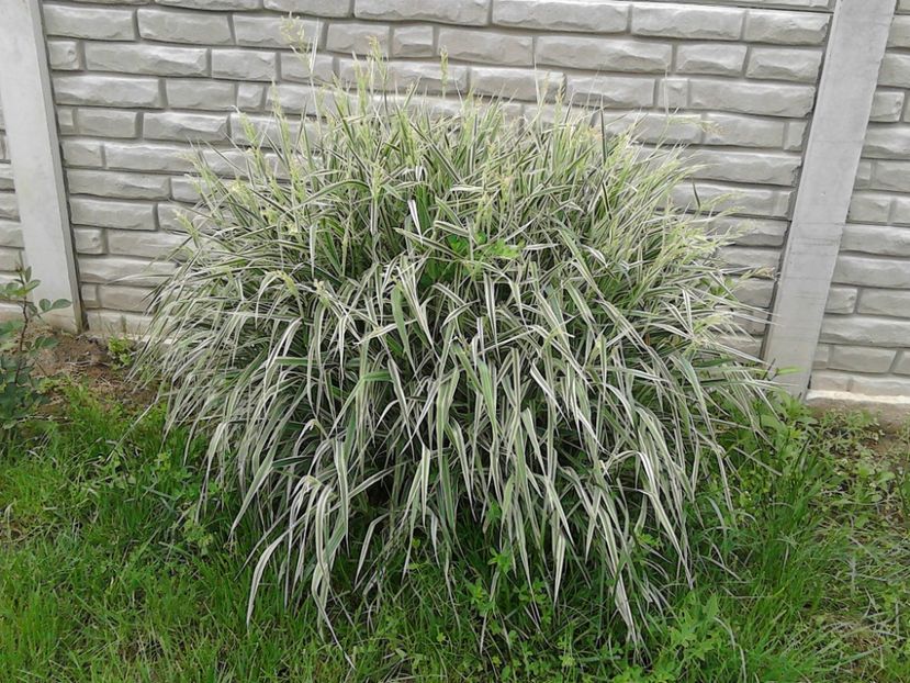 Tufa de iarba bicolora - FLORILE MELE