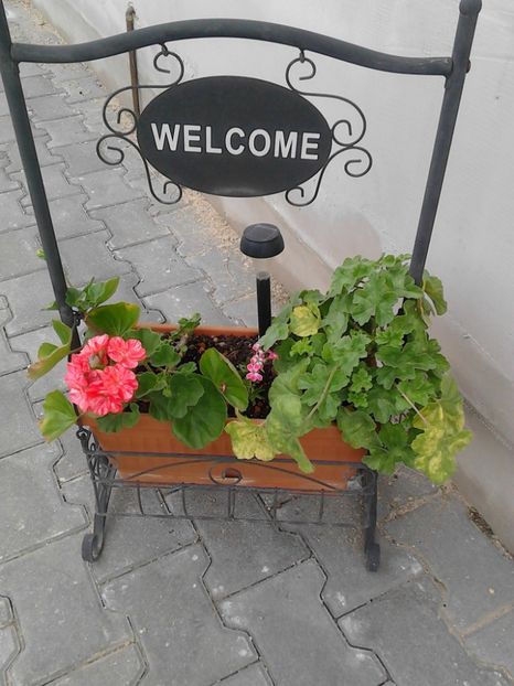  - FLORILE MELE