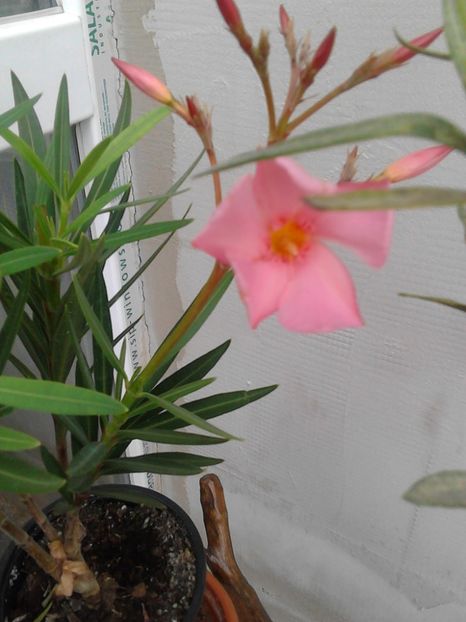 Leandru Salmon - FLORILE MELE