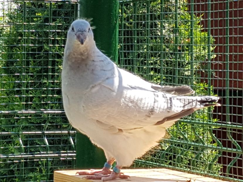 M-2018-4008 - 0-VRdF-TINERET-2018