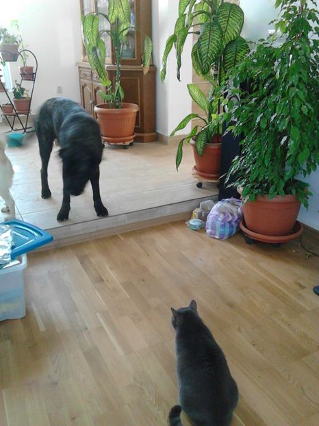 Stai la locul tau Lord,  ca poate vin la tine.. - IUBIRILE MELE PATRUPEDE