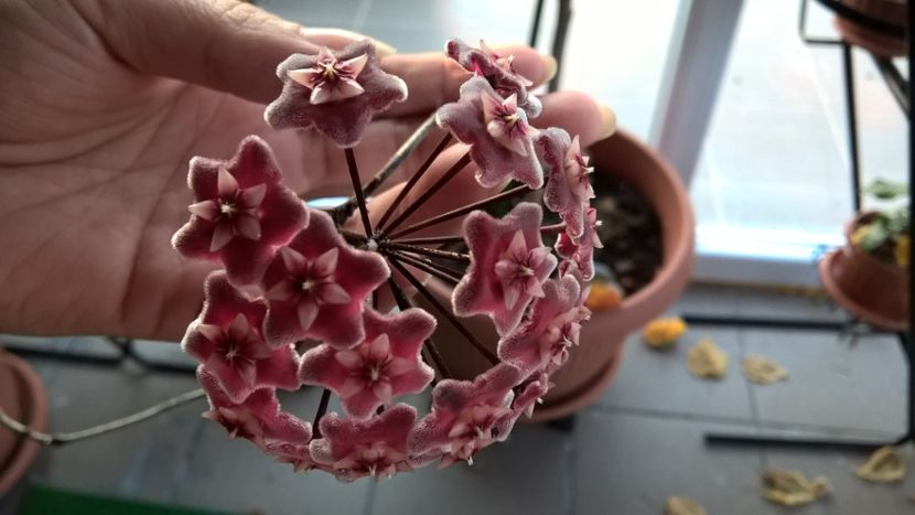 PRIMA INFLORIRE - HOYA PUBICALIS ROYAL HAWAYAN PURPLE