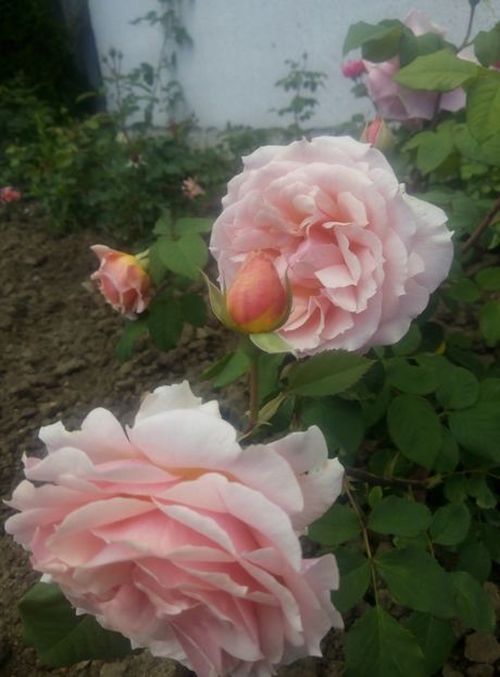 2018-19 mai - Festival de Jardin Chaumont