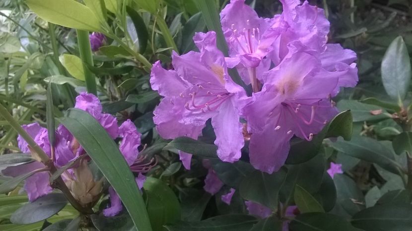 19.05.2018 - Rhododendron