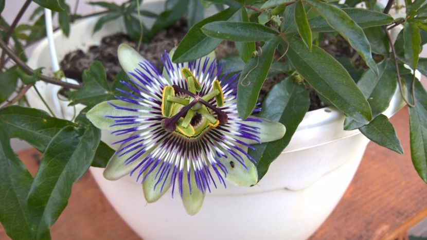 - FLORILE MELE