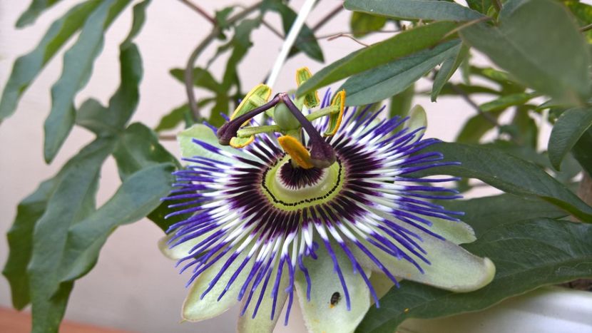  - FLORILE MELE