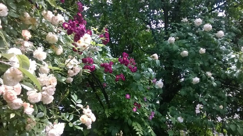 Ghislaine de Feligonde, Violette şi Ilse Krohn Superior - Grădina 2018
