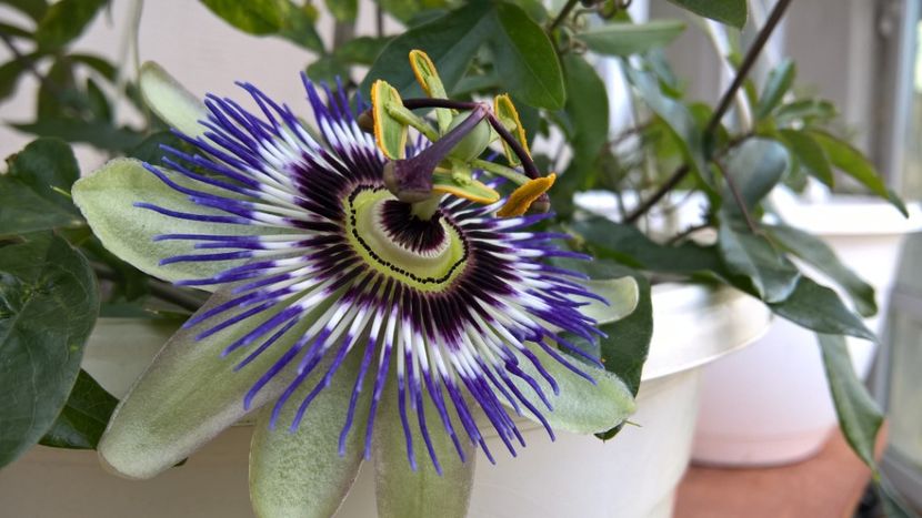  - FLORILE MELE