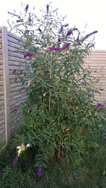 LILIAC DE VARA MOV "Buddleja davidi" - FLORILE MELE