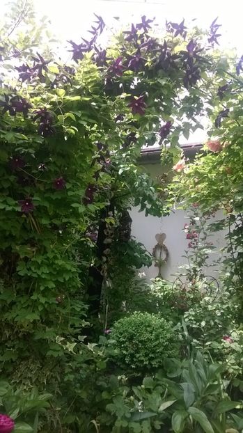 Clematis Romantika - Grădina 2018