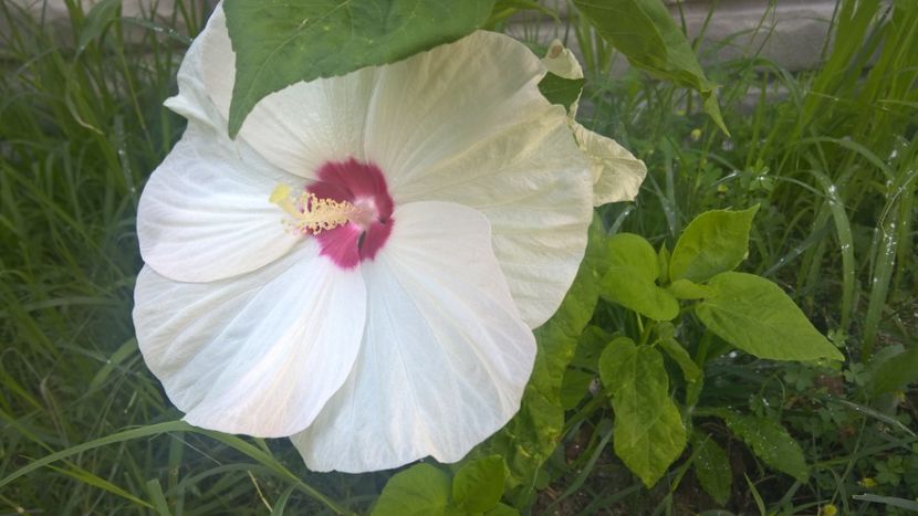 HIBISCUS MOSCHETOUS ALB - FLORILE MELE