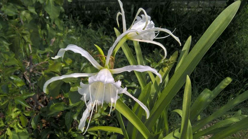 CRINS FESTALIS 'IZMENE" - FLORILE MELE