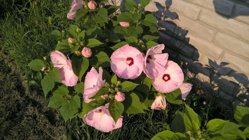 HIBISCUS 'MOSCHETOUS' ALB CU ROZ - FLORILE MELE
