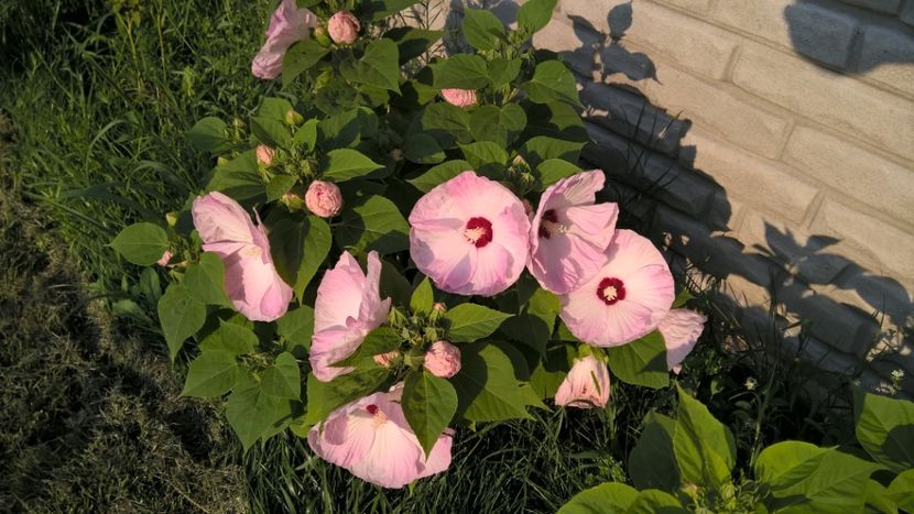  - FLORILE MELE