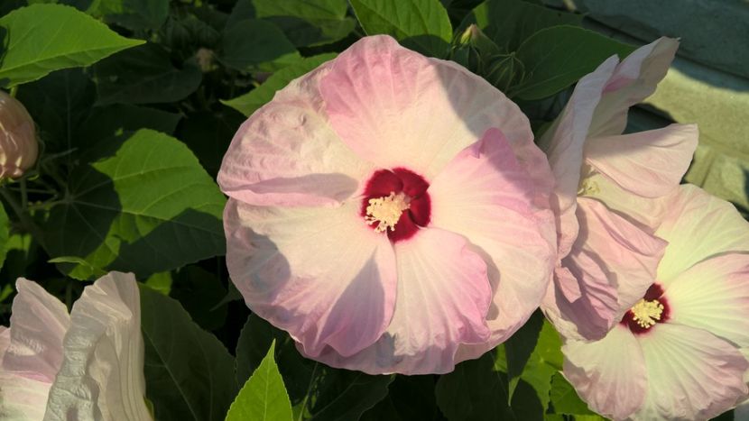  - FLORILE MELE