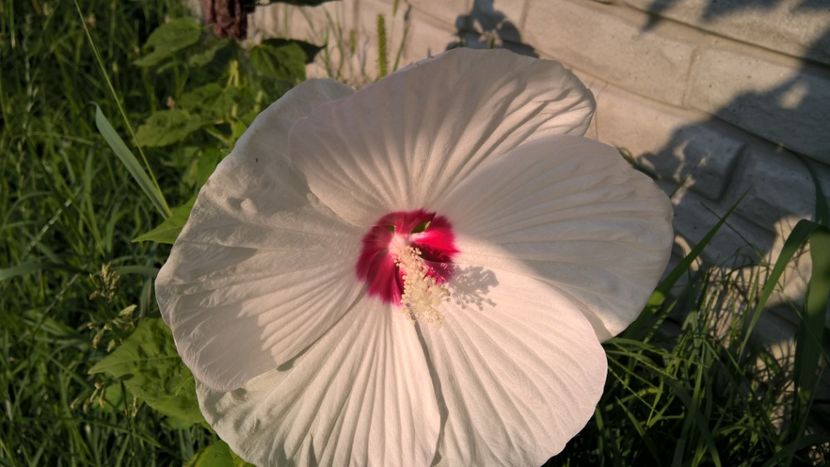 MOSTECHETOUS ALB - FLORILE MELE