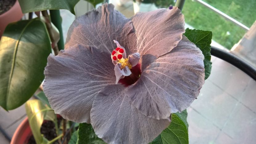  - FLORILE MELE