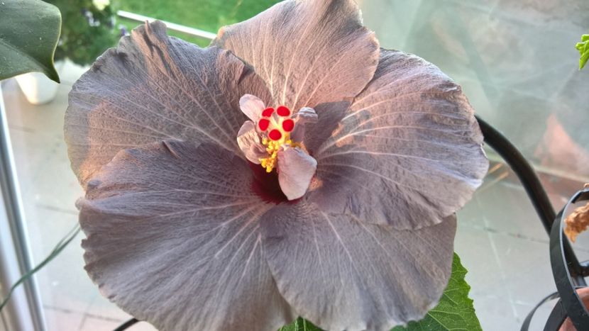  - FLORILE MELE