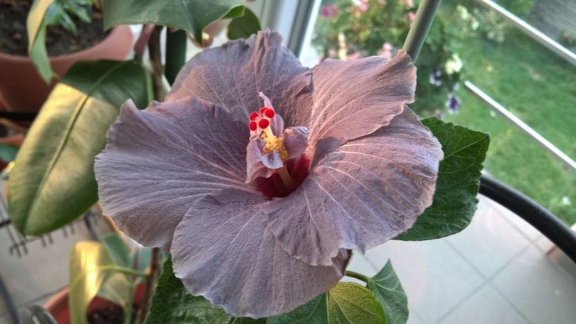  - FLORILE MELE