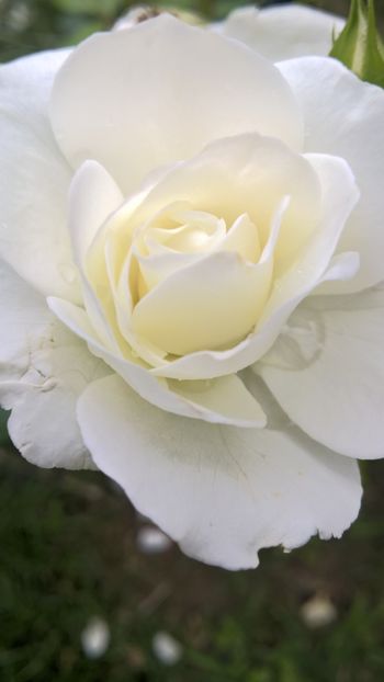 TRANDAFIR "PAPA IOAN PAUL AL II-LEA" - FLORILE MELE