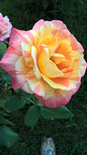  - FLORILE MELE