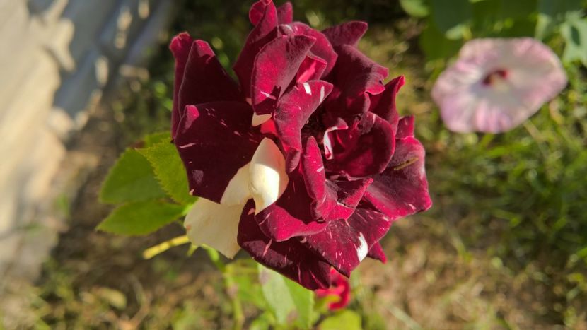 TRANDAFIR "HOCUS-POCUS' - FLORILE MELE