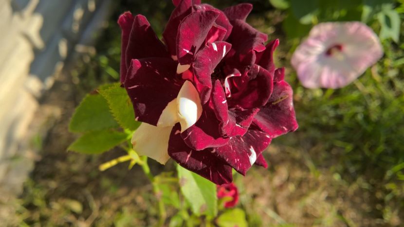  - FLORILE MELE
